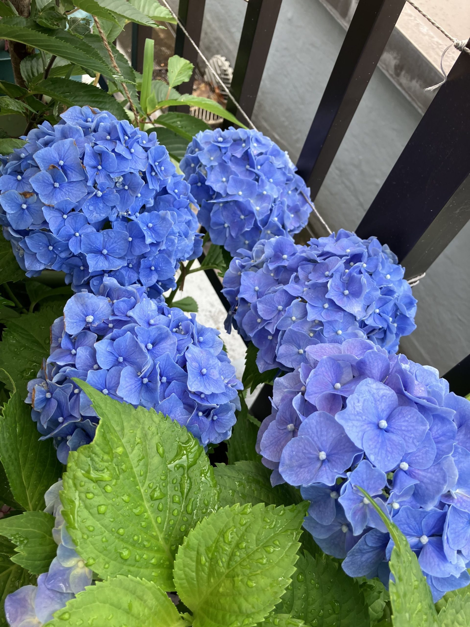 あじさいも、きれいに咲いています！